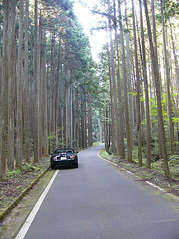 弓矢峠の杉林にて