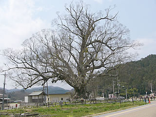 野間の大ケヤキ、ほんまに大きい