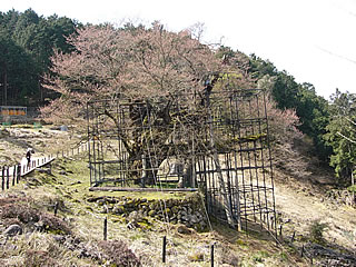 樹齢1000年の巨木です、週末には咲きそうって地元のおばちゃん