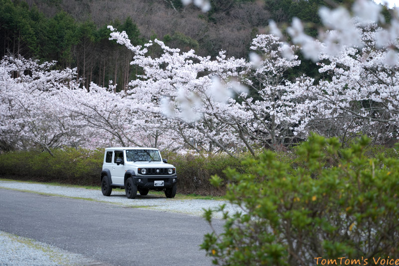 夏タイヤに換装してさっそく近所の桜を愛でてきた。春らしくて良い感じ。